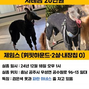 강아지 실종 휘펫 충청남도 공주시