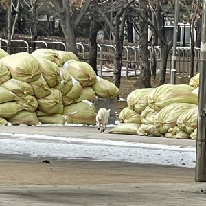 강아지 주인을 찾습니다 강아지 전단지