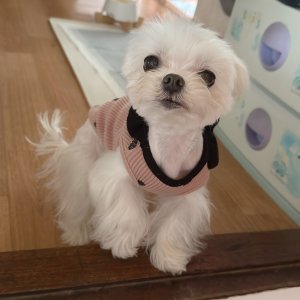 강아지를 찾습니다 말티즈 경기도 광주시