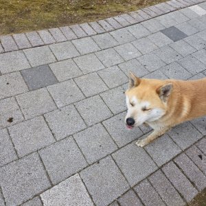 강아지 주인을 찾습니다 시바 경기도 김포시