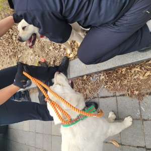 강아지 주인을 찾습니다 래브라도리트리버 경기도 김포시