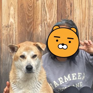 강아지를 찾습니다 강아지 전단지