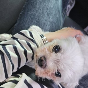 강아지를 찾습니다 강아지 전단지