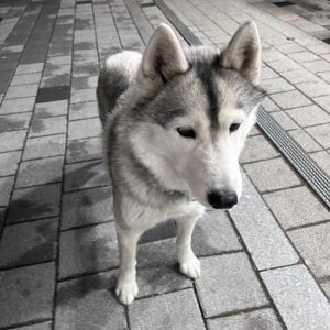 강아지 목격 시베리안허스키 경기도 김포시