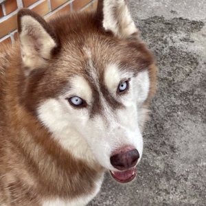 강아지 실종 시베리안허스키 울산광역시 북구