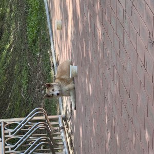 강아지 목격 믹스견 충청남도 아산시