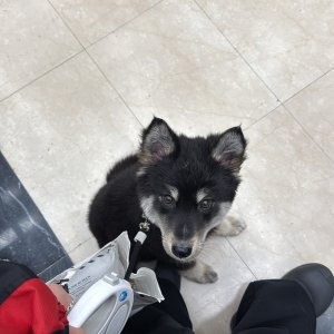 강아지 구조 믹스견 서울특별시 금천구
