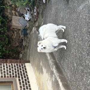 강아지를 찾습니다 강아지 전단지