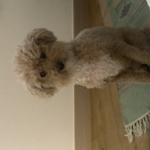 강아지 실종 푸들 서울특별시 도봉구