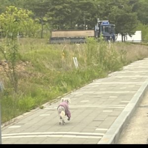 강아지 실종 믹스견 충청남도 아산시