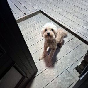 강아지 구조 푸들 경기도 포천시