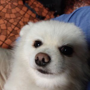 강아지를 찾습니다 강아지 전단지