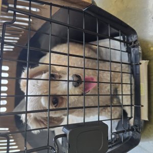 강아지 주인을 찾습니다 강아지 전단지