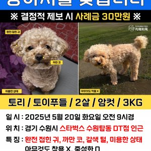 강아지를 찾습니다 강아지 전단지