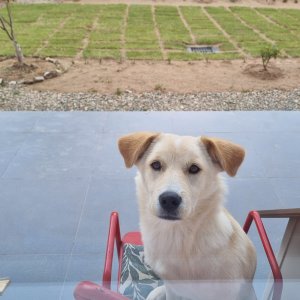 강아지 실종 골든리트리버 경상북도 포항시 북구