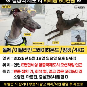 강아지 실종 그레이하운드 인천광역시 중구