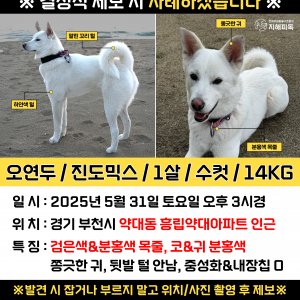 강아지 실종 진돗개 경기도 부천시 원미구