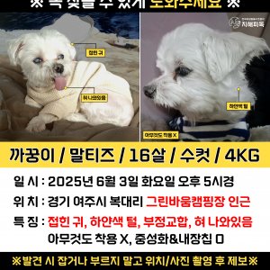 강아지를 찾습니다 강아지 전단지