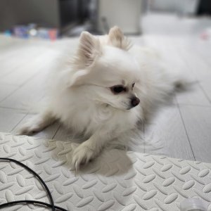강아지 실종 포메라니언 서울특별시 강남구