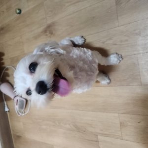 강아지 주인을 찾습니다 말티즈 경기도 수원시 권선구