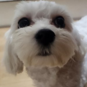 강아지 구조 말티즈 경기도 수원시 권선구
