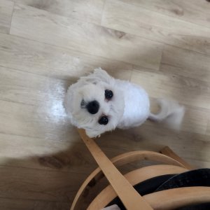 강아지 주인을 찾습니다 말티즈 경기도 수원시 권선구