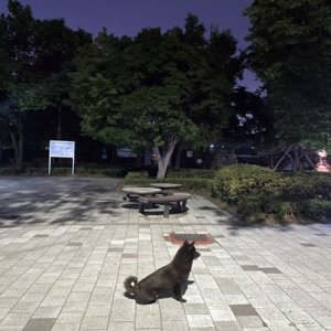 강아지 주인을 찾습니다 기타견종 경기도 고양시 덕양구