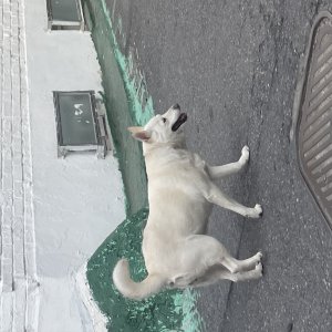 강아지 주인을 찾습니다 강아지 전단지