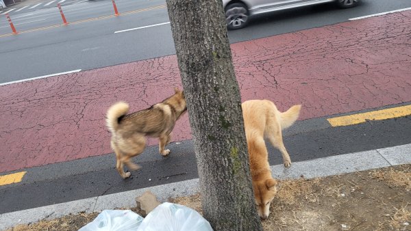 강아지를 찾습니다 강아지실종신고,보호,목격신고 : 동물보호센터