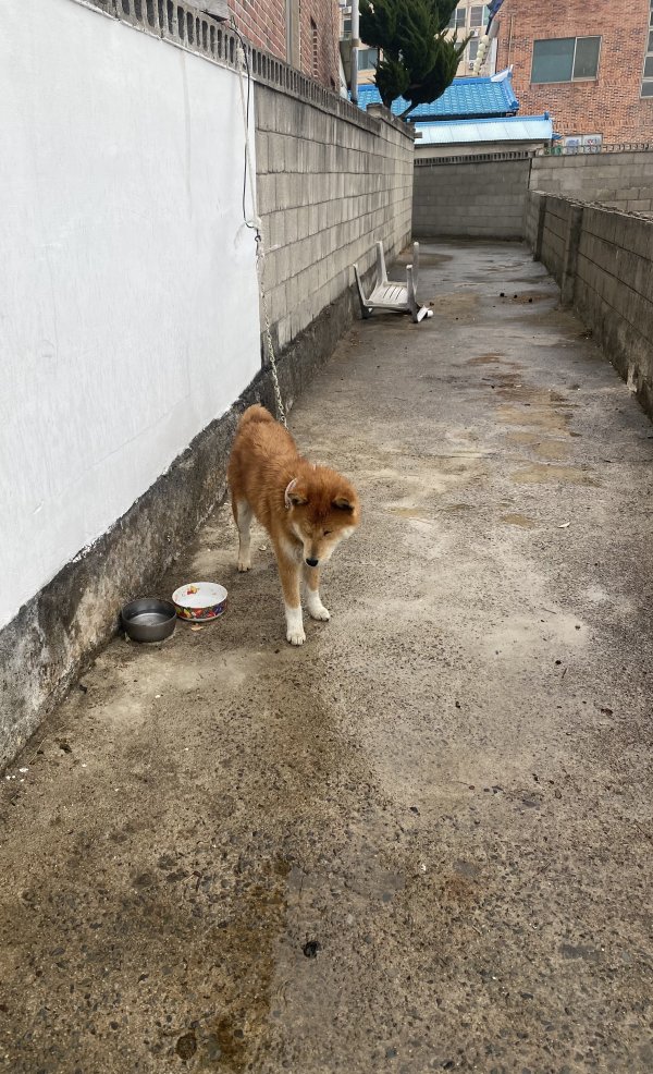 강아지를 찾습니다 강아지실종신고,보호,목격신고 : 동물보호센터