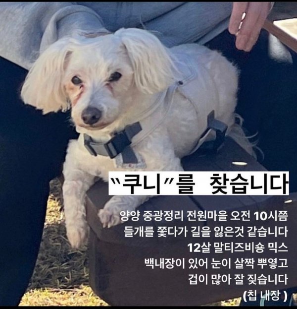 강아지를 찾습니다 강아지실종신고,보호,목격신고 : 동물보호센터