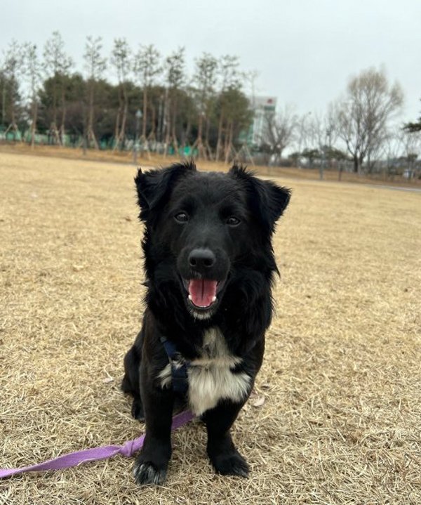 강아지를 찾습니다 강아지실종신고,보호,목격신고 : 동물보호센터