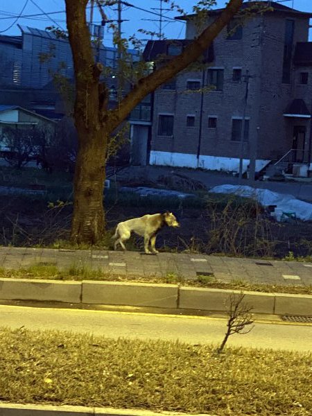 강아지를 찾습니다 강아지실종신고,보호,목격신고 : 동물보호센터