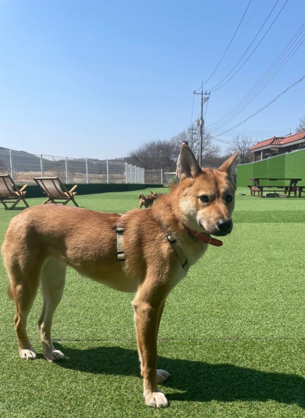 강아지를 찾습니다 강아지실종신고,보호,목격신고 : 동물보호센터