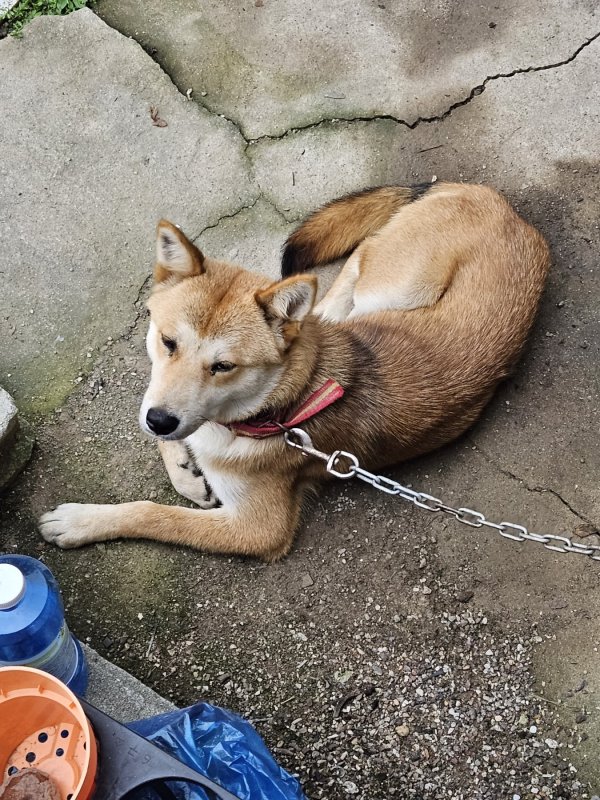 강아지를 찾습니다 강아지실종신고,보호,목격신고 : 동물보호센터