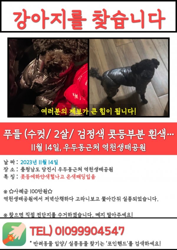 강아지를 찾습니다 강아지실종신고,보호,목격신고 : 동물보호센터