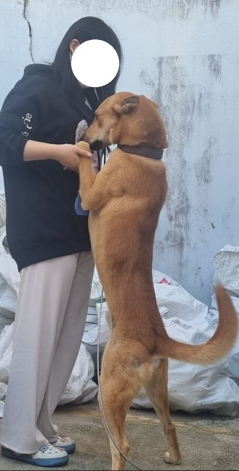 강아지를 찾습니다 강아지실종신고,보호,목격신고 : 동물보호센터