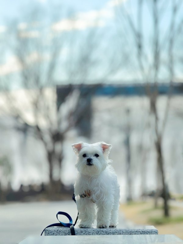 강아지를 찾습니다 강아지실종신고,보호,목격신고 : 동물보호센터