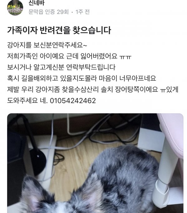 강아지를 찾습니다 강아지실종신고,보호,목격신고 : 동물보호센터