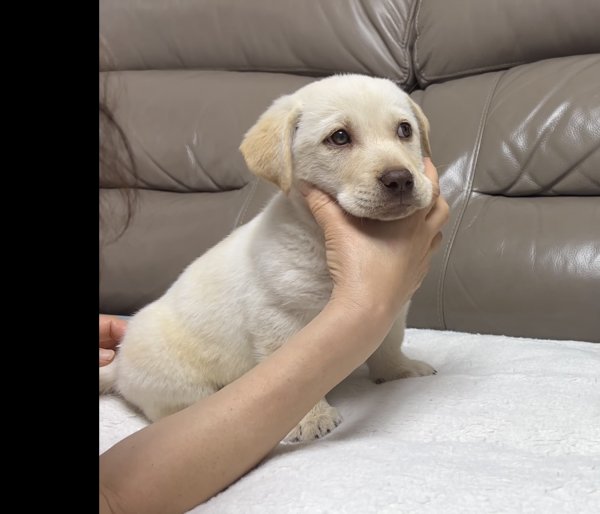 강아지를 찾습니다 강아지실종신고,보호,목격신고 : 동물보호센터