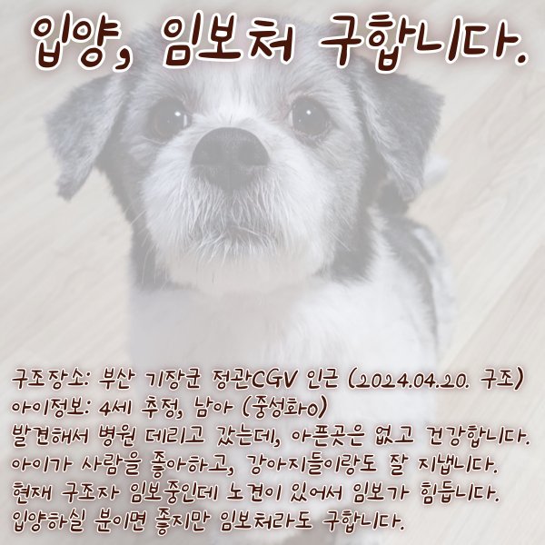 강아지를 찾습니다 강아지실종신고,보호,목격신고 : 동물보호센터