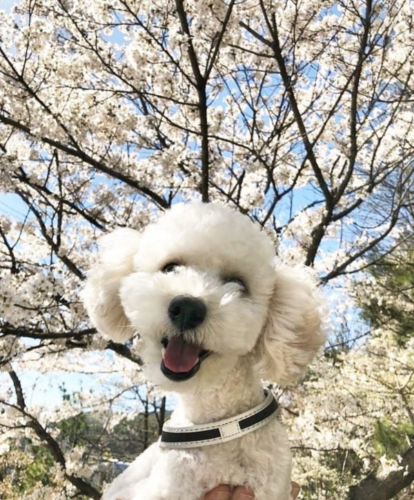 강아지를 찾습니다 강아지실종신고,보호,목격신고 : 동물보호센터