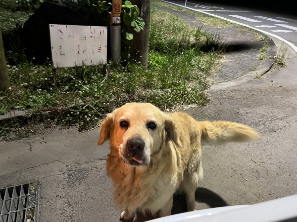 강아지를 찾습니다 강아지실종신고,보호,목격신고 : 동물보호센터