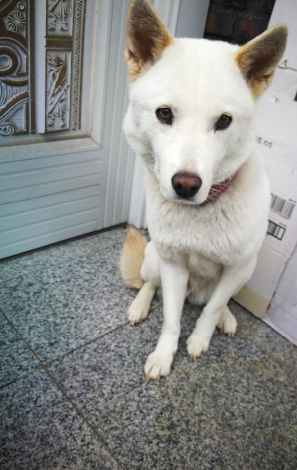 강아지를 찾습니다 강아지실종신고,보호,목격신고 : 동물보호센터