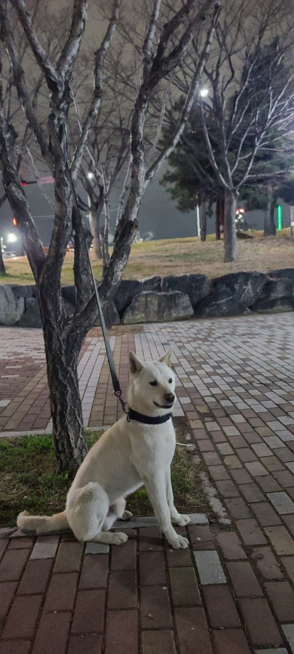 강아지를 찾습니다 강아지실종신고,보호,목격신고 : 동물보호센터