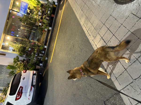 강아지를 찾습니다 강아지실종신고,보호,목격신고 : 동물보호센터