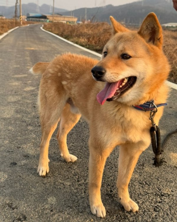 강아지를 찾습니다 강아지실종신고,보호,목격신고 : 동물보호센터