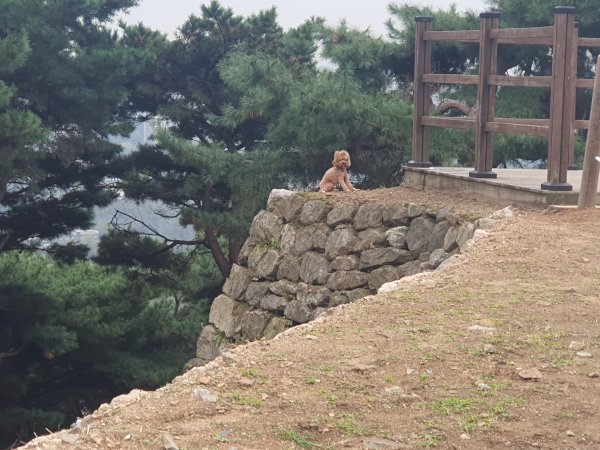 강아지를 찾습니다 강아지실종신고,보호,목격신고 : 동물보호센터