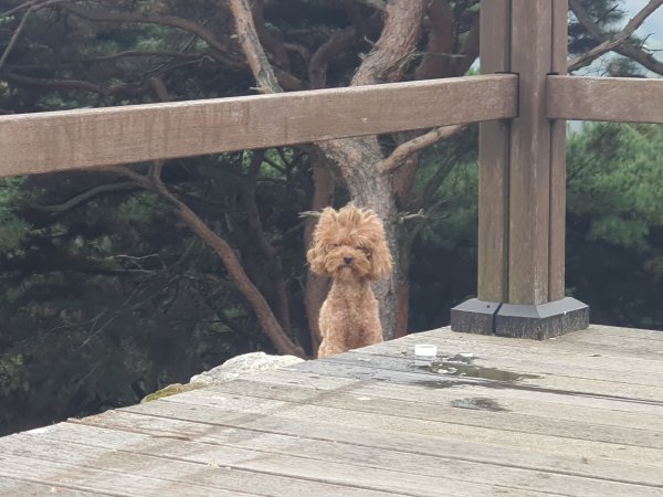 강아지를 찾습니다 강아지실종신고,보호,목격신고 : 동물보호센터