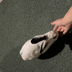 동물 주인을 찾습니다 토끼 서울특별시 성북구